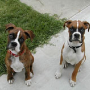 My Boys, Smith & Wesson