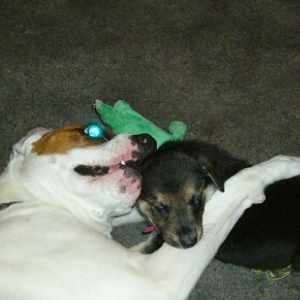 Bax and Daisy