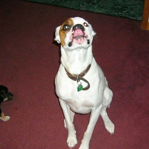 And THAT'S what I think of the puppy!!