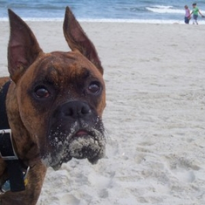 beach_boy