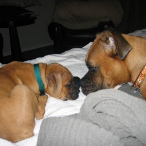Roxy and Roscoe