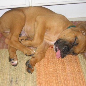 Roscoe Tongue