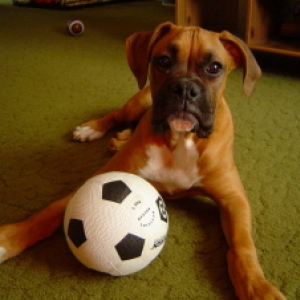 Rocco puppy
