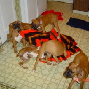 Rocco's arrival w/ his litter mates