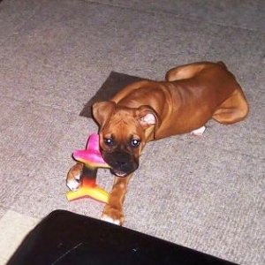 Kuma's favorite toy