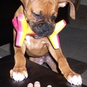 hmmmm...fingers or squeaker??