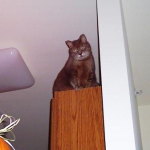Colby_on_Cabinets