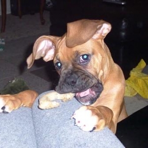 Floppy ears