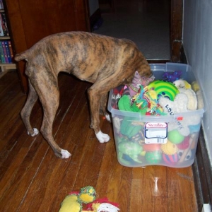 Bobbing for Toys