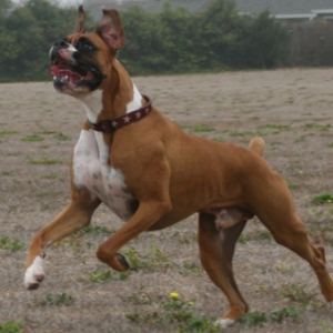 Running after a football