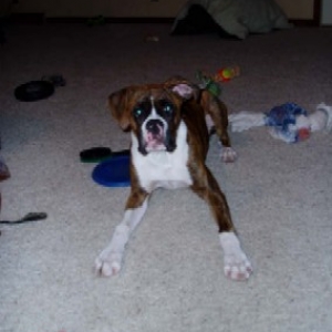 c'mon, mom....we need more toys!