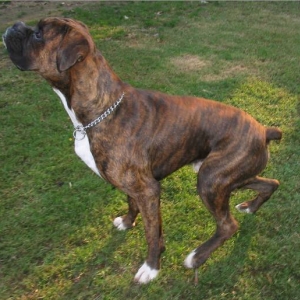 Yoda @ 15months