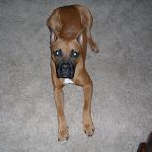 Cane2