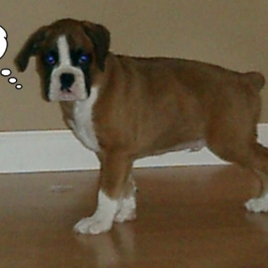brutus-16