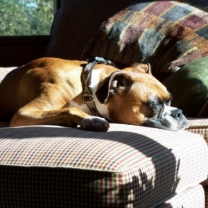 Sunny Spot