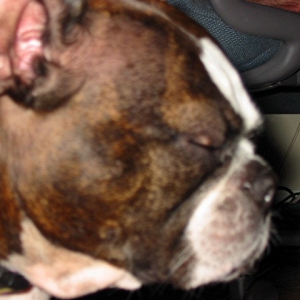Stye or Mast Cell Tumor?