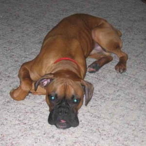 Lazy Dog