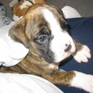 bringing dixie home