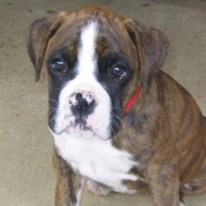 cutie pie dixie bell