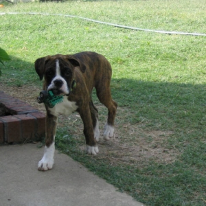 dixie with my sons toy