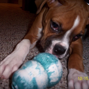 I love my Kong!!