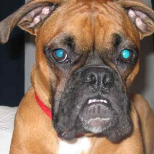 Crabby Dog