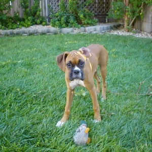 Daisy & Mr. Quackers