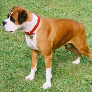 Proud Boxer