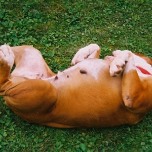 Happy Boxer
