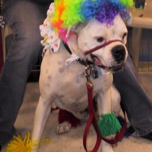 Petsmart Costume Contest