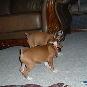 Jazz and Gretchen