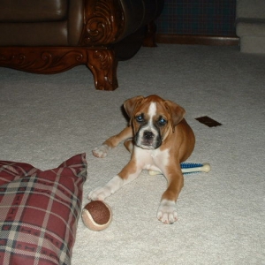 Jazz 8 wks