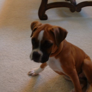 Jazz 13 wks
