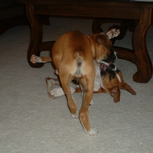 Puppy fight