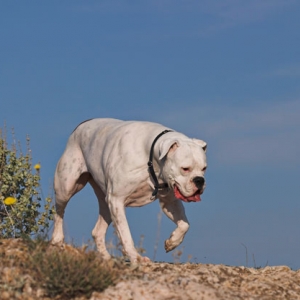 Walking