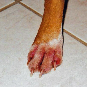 Allergy Paw