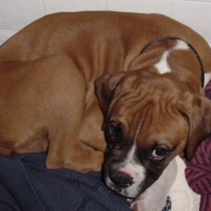 Kaiser as a Puppy
