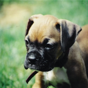 Adrian When She Was A Puppy
