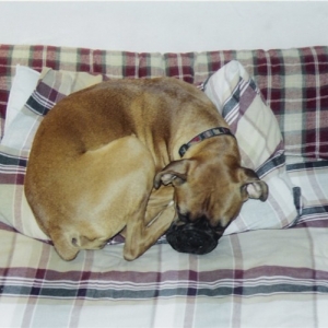 Curled Up On A Pillow