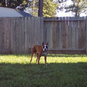Maxx playin'