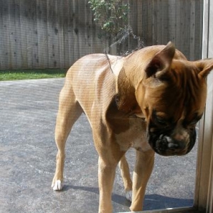 Busted!  He broke our screen door.