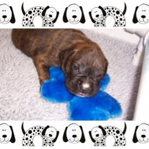My First teddy bear