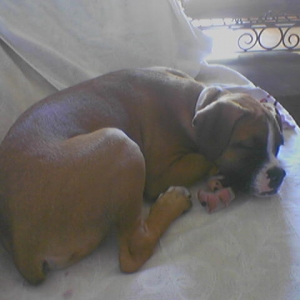 afternoon sleep
