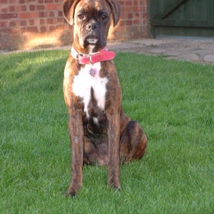 Bring me my bowl oh loyal servant