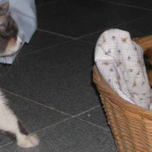 Nosy kitten