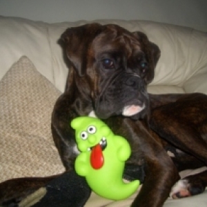 Elvis & His Haloween present 'ghosty'
