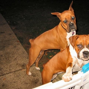 Bella And Barbie