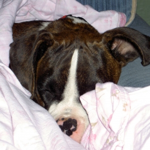 Sleepy Pup