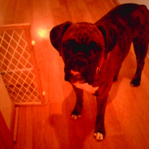 Buckeye ready to go outside!