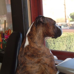 guard dog